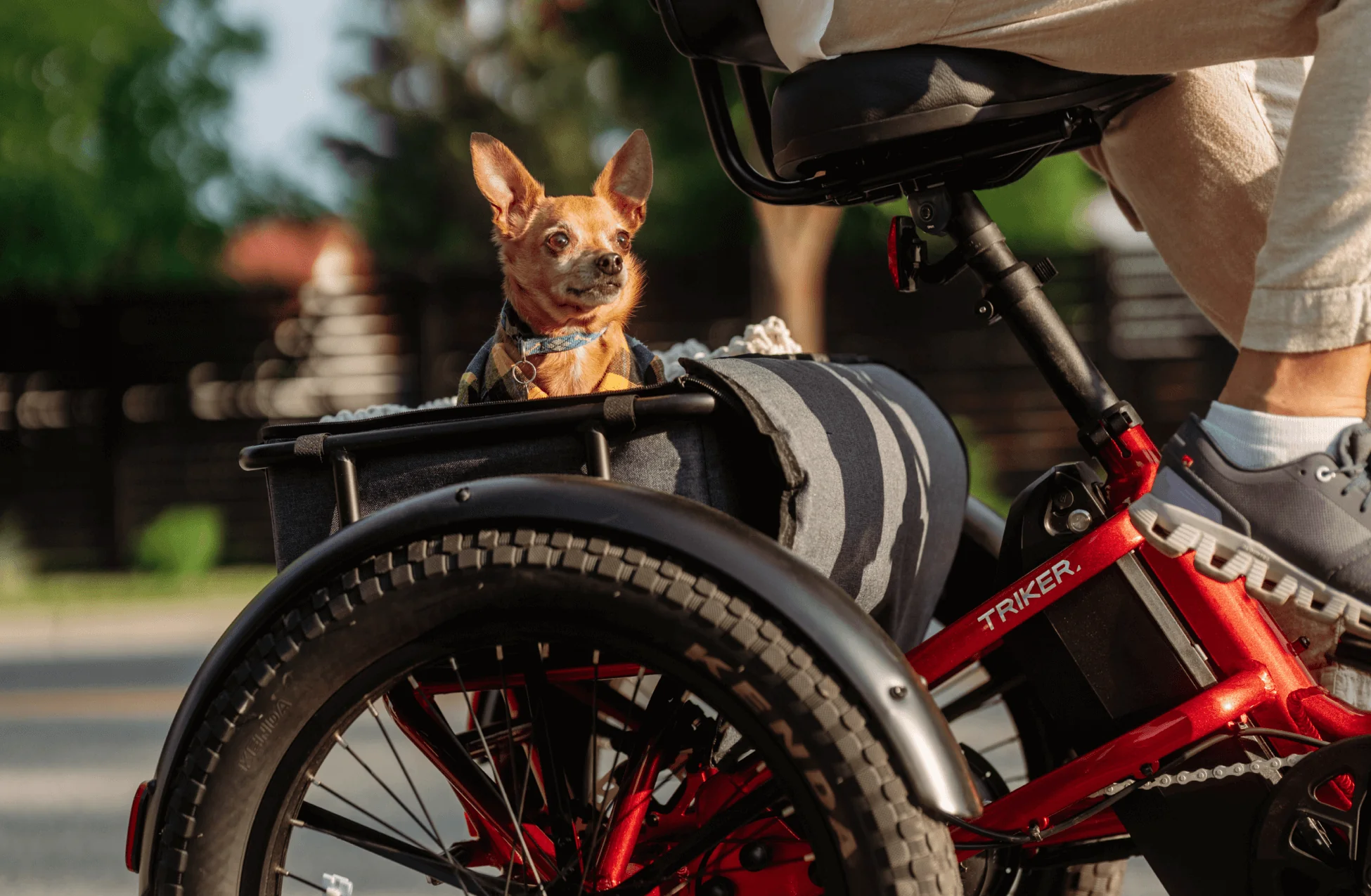 Small dog in a bike trailer attached to a bicycle with a blurred background